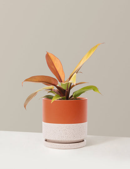  Philodendron Prince Of Orange
