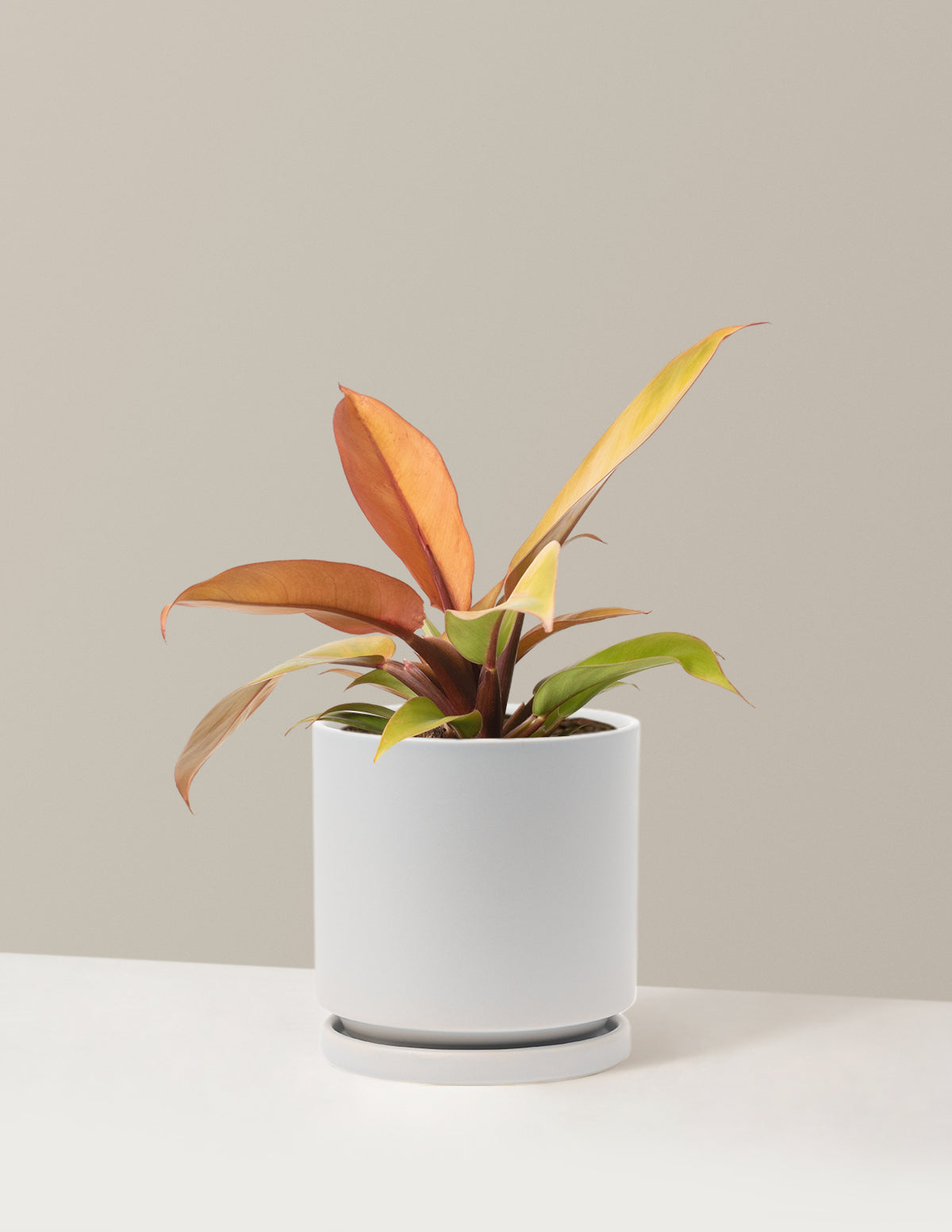  Philodendron Prince Of Orange