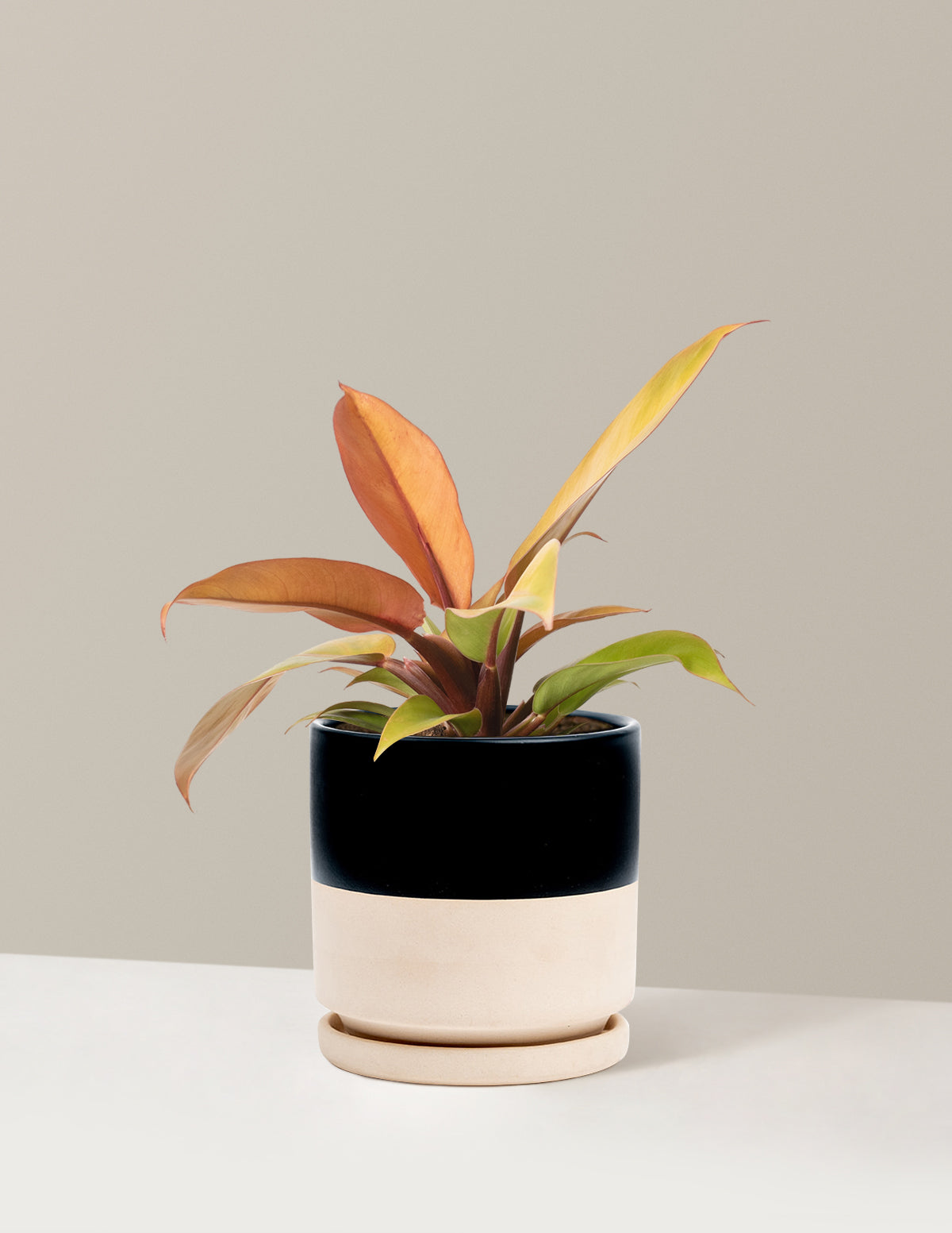  Philodendron Prince Of Orange