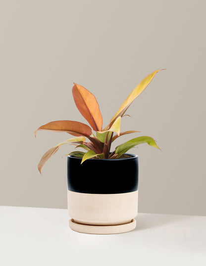  Philodendron Prince Of Orange