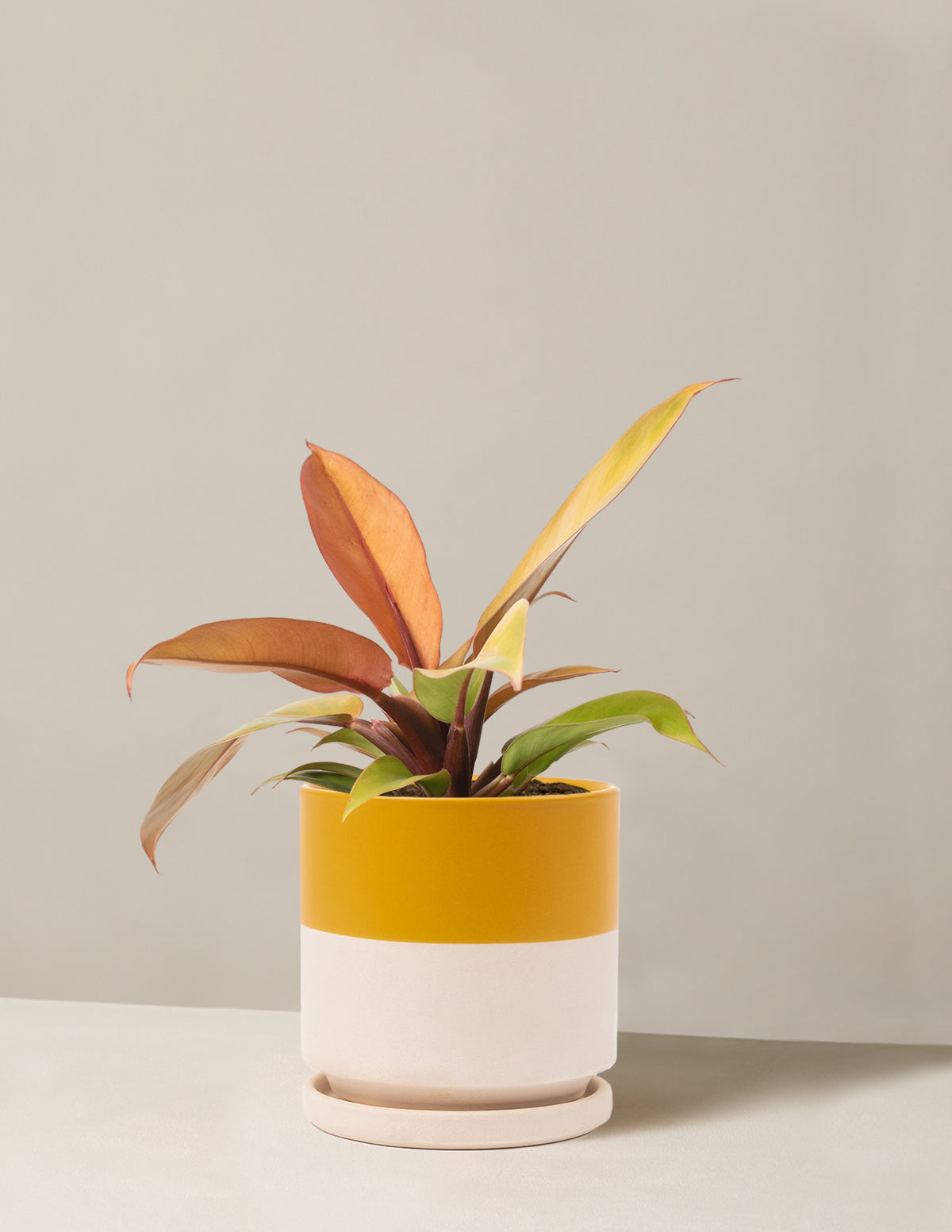  Philodendron Prince Of Orange