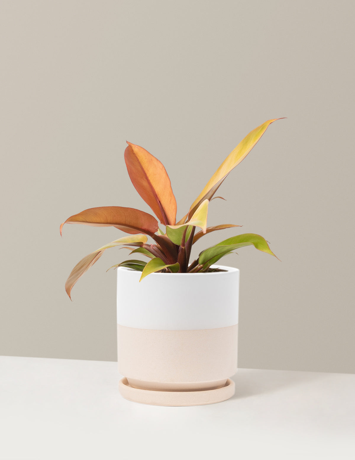  Philodendron Prince Of Orange