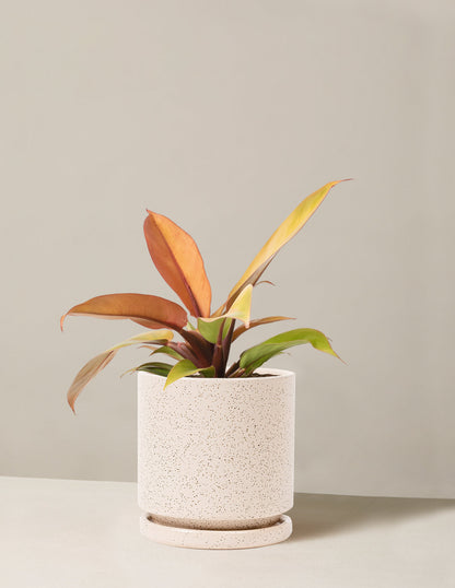  Philodendron Prince Of Orange