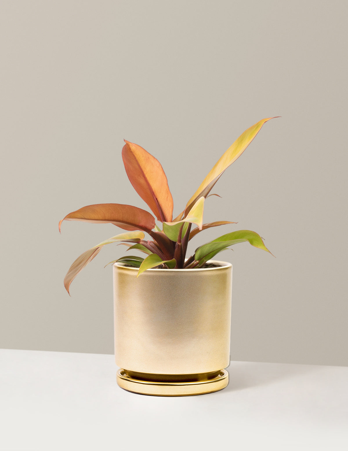  Philodendron Prince Of Orange