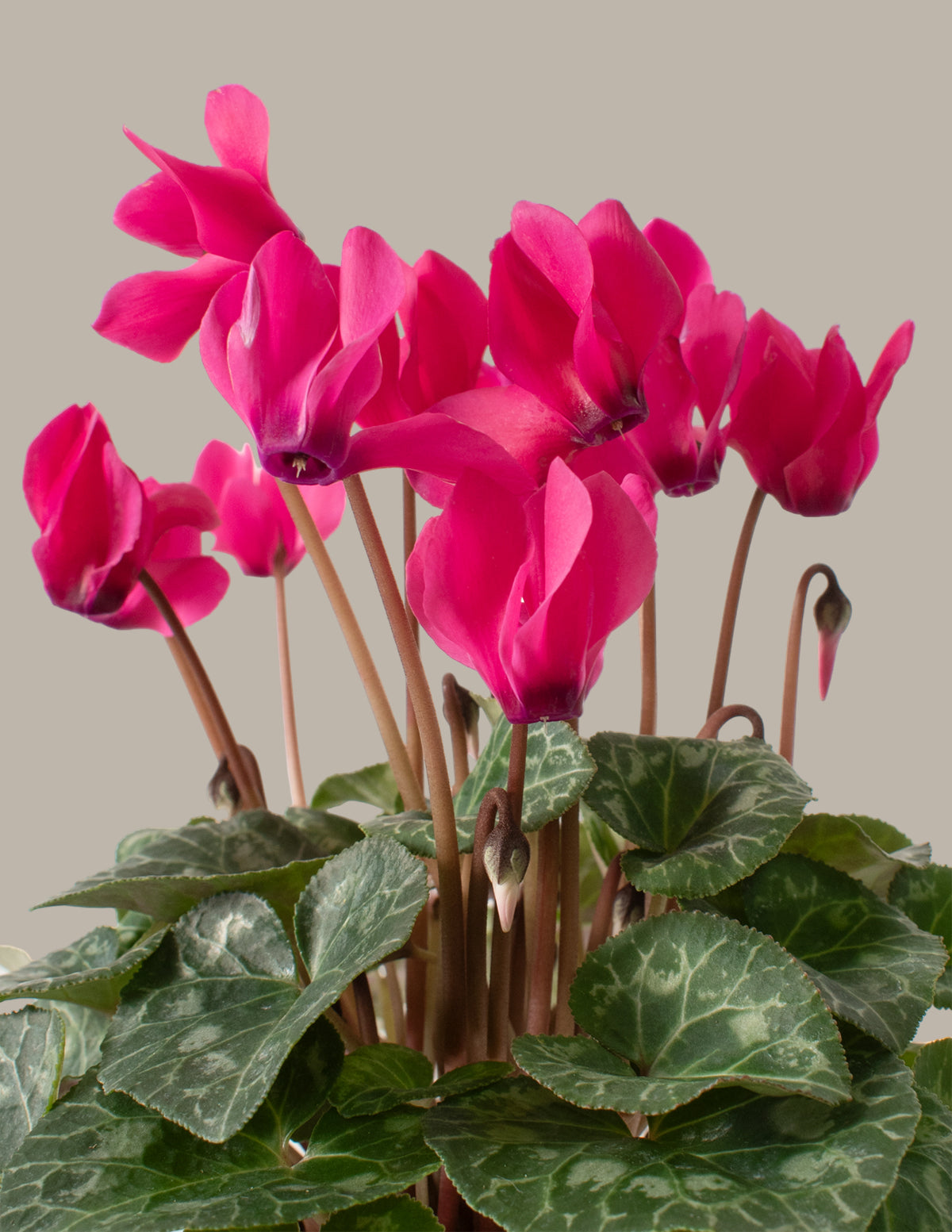  Cyclamen