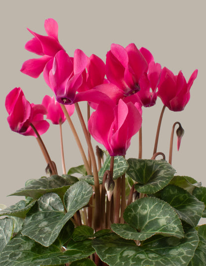  Cyclamen