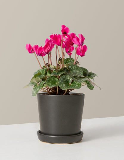  Cyclamen