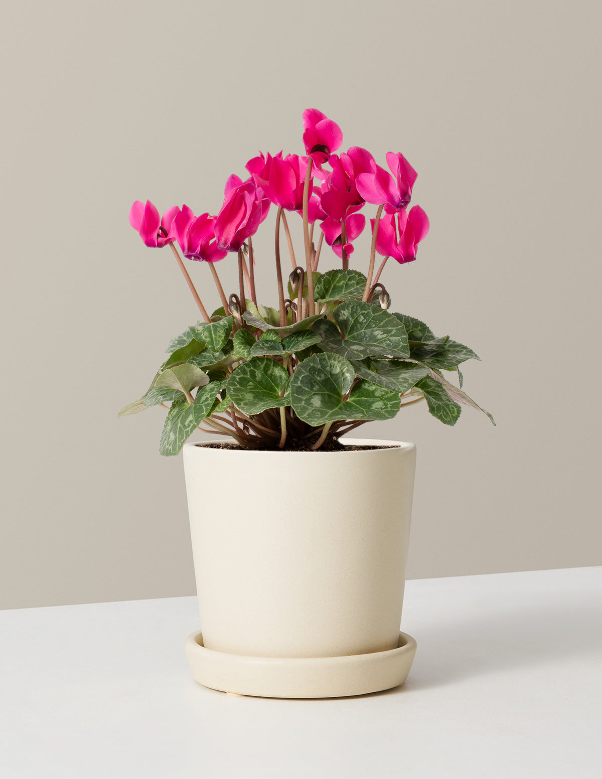  Cyclamen