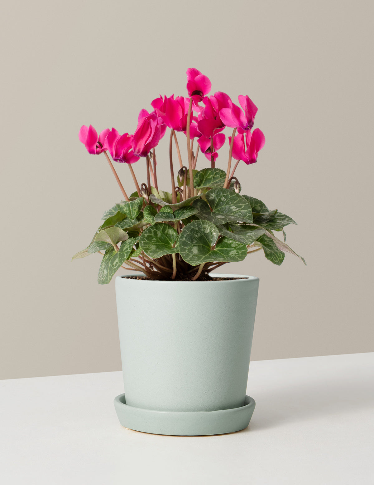  Cyclamen