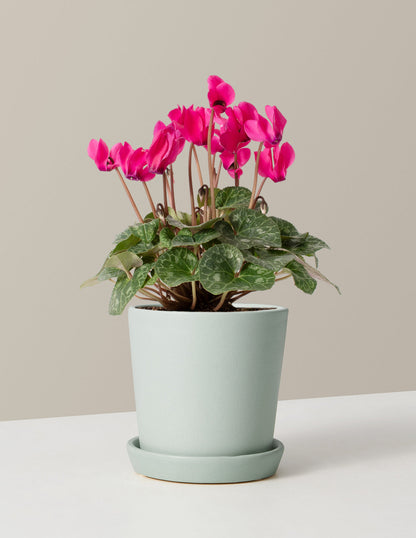  Cyclamen