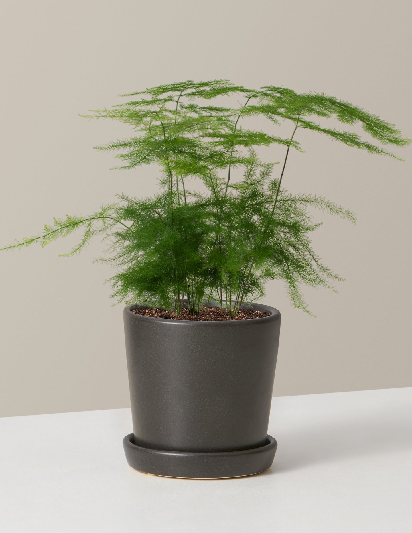  Plumosa Fern
