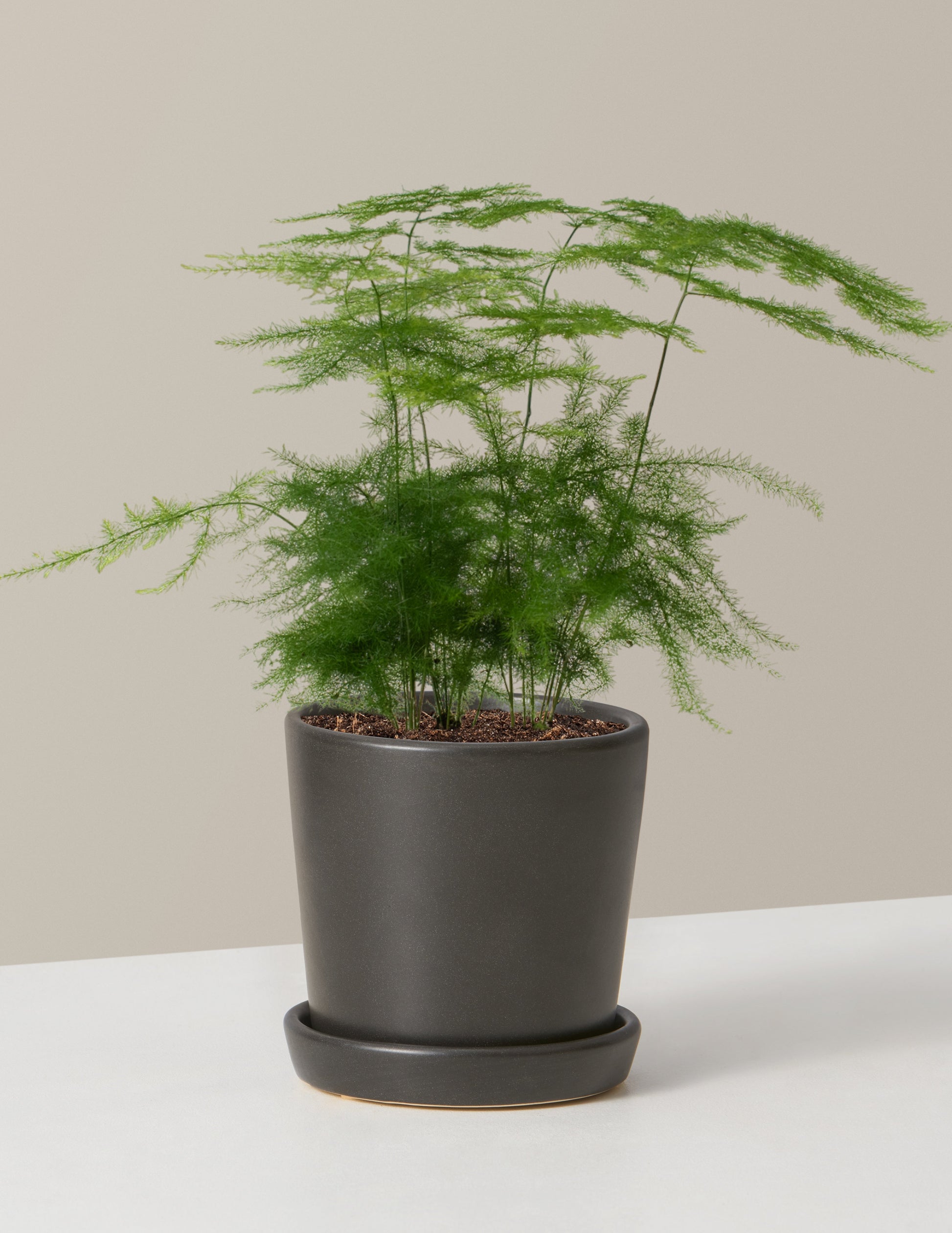  Plumosa Fern
