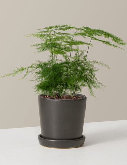  Plumosa Fern