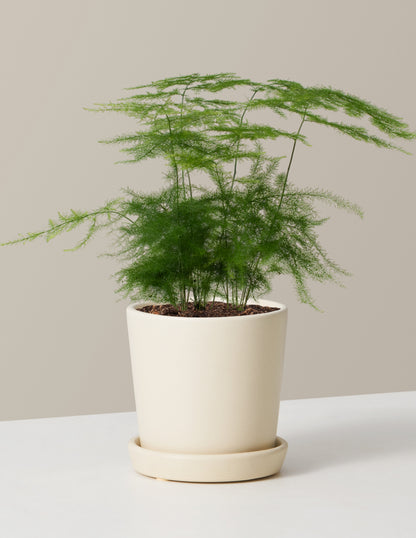  Plumosa Fern