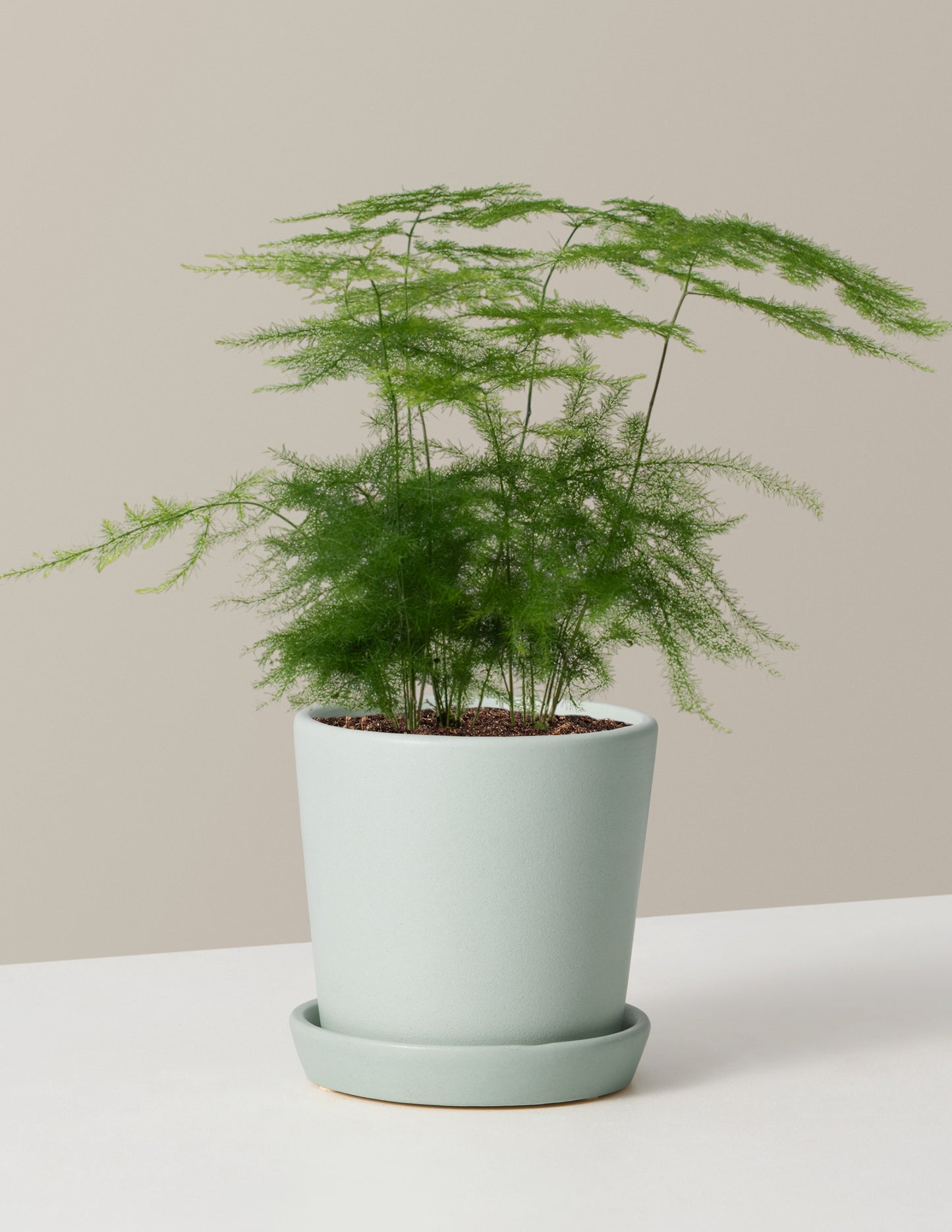  Plumosa Fern
