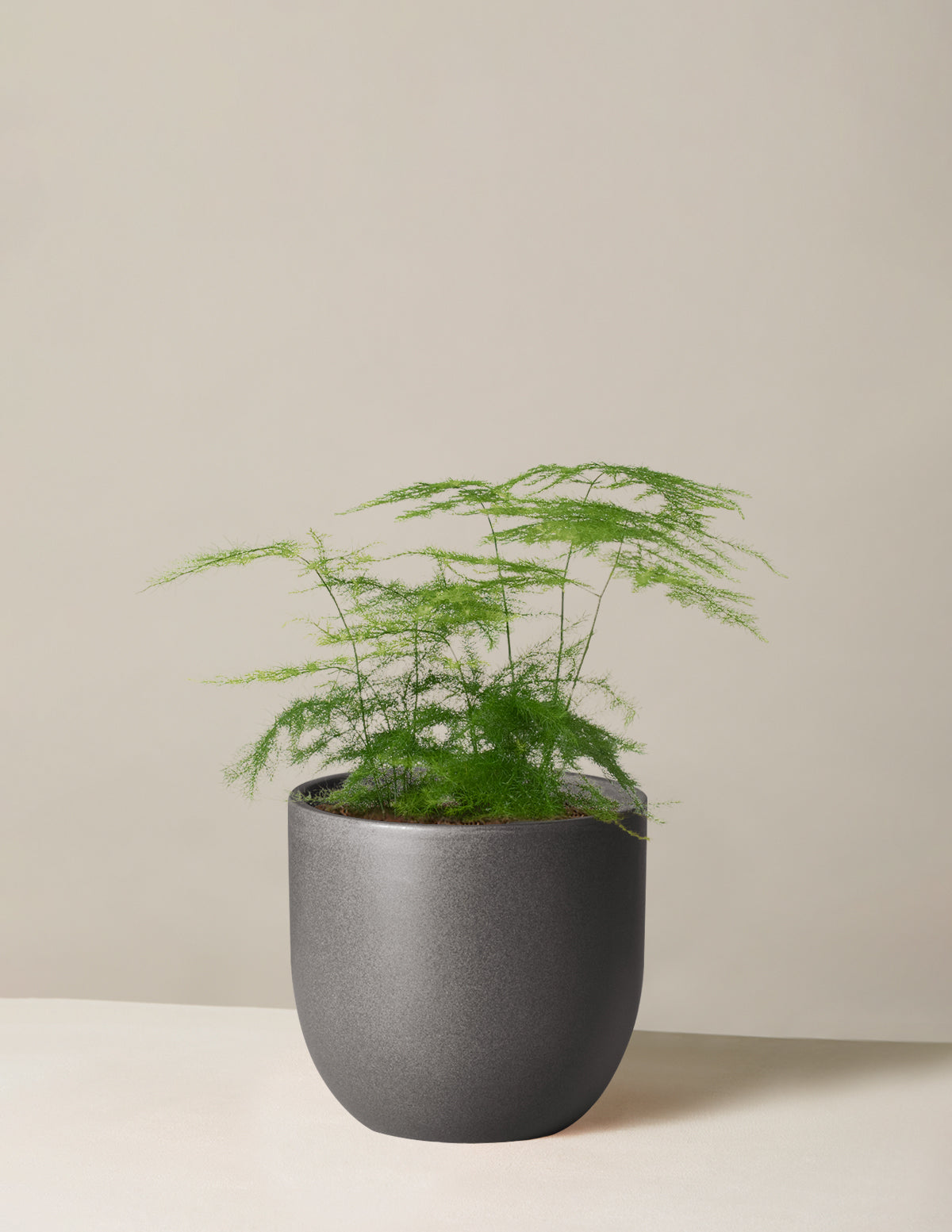  Plumosa Fern