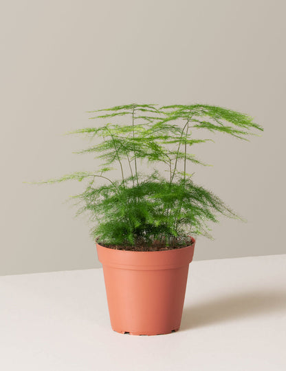  Plumosa Fern