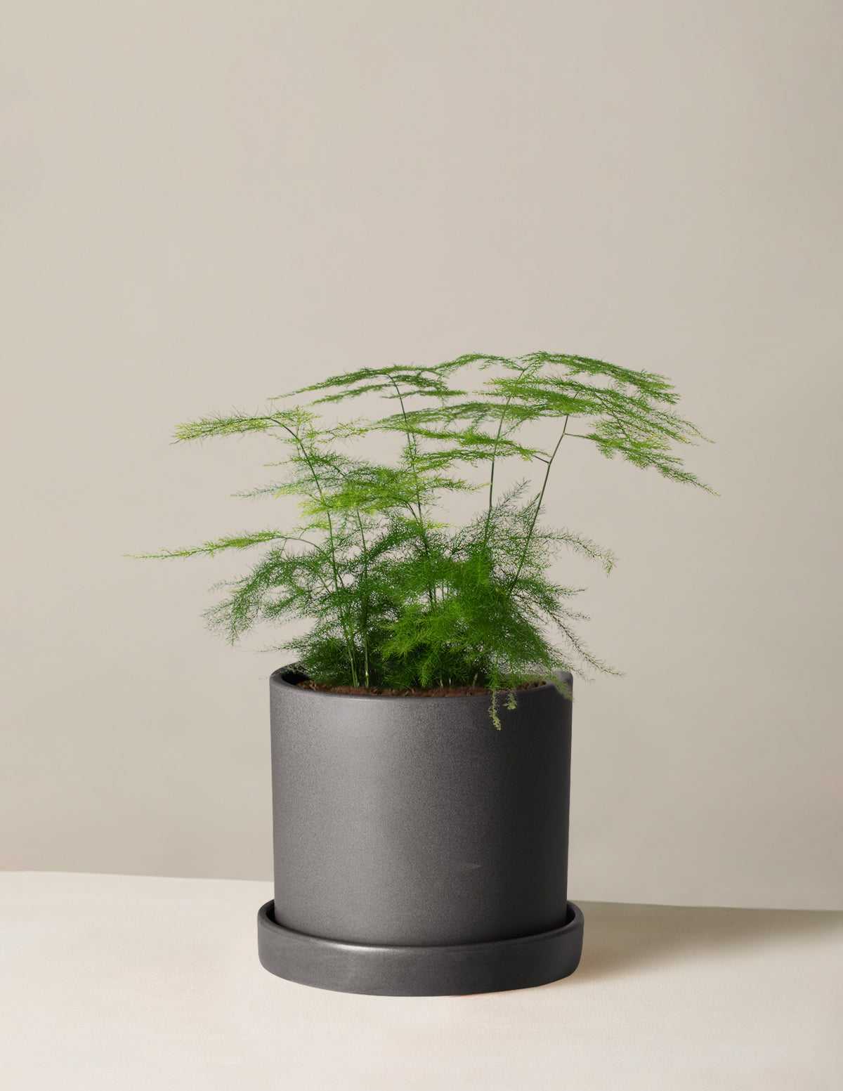  Plumosa Fern