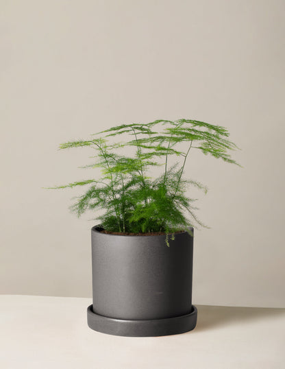  Plumosa Fern