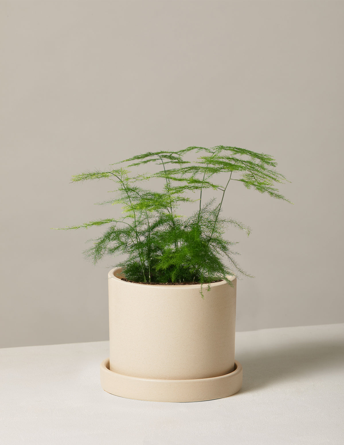  Plumosa Fern