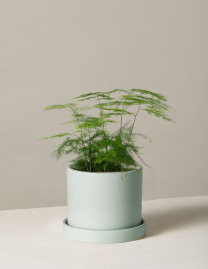 Plumosa Fern