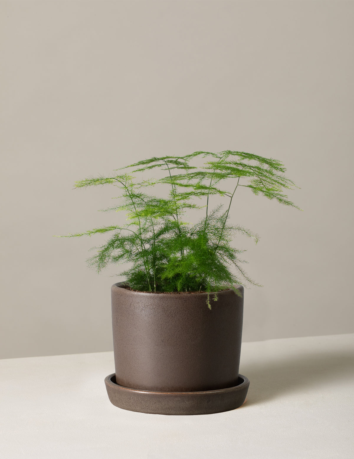  Plumosa Fern