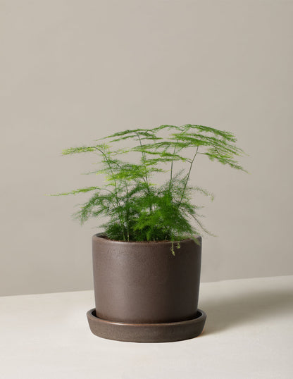  Plumosa Fern