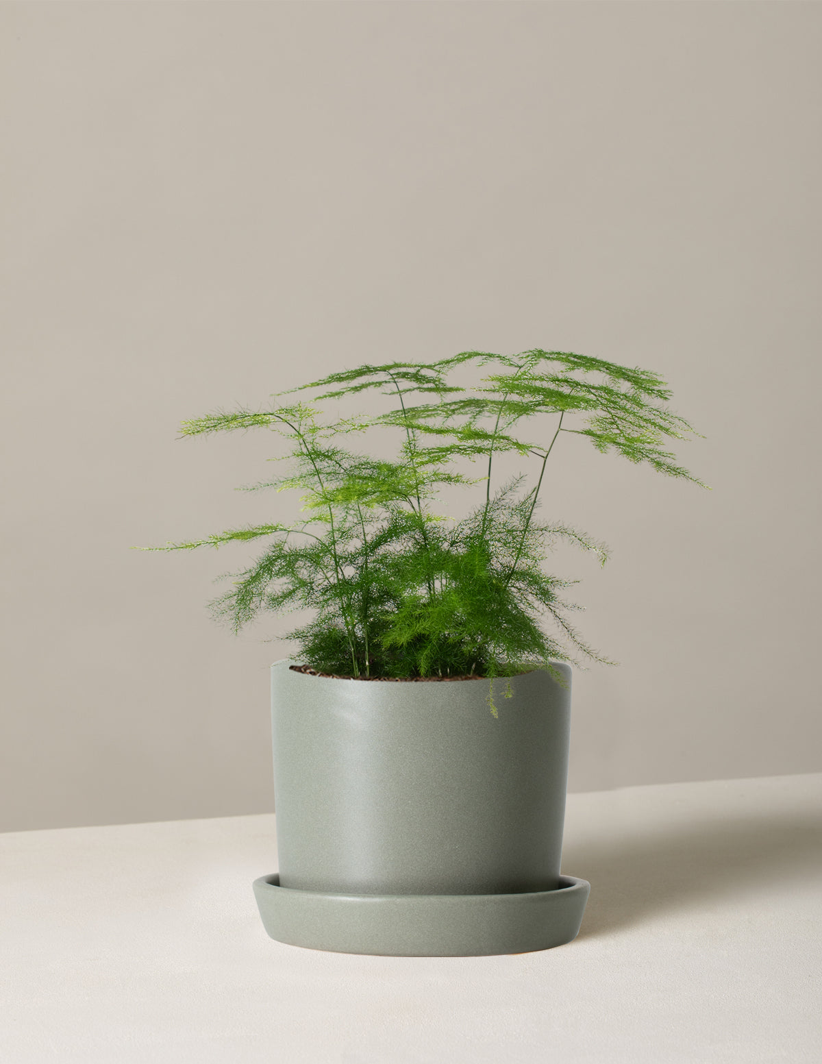  Plumosa Fern