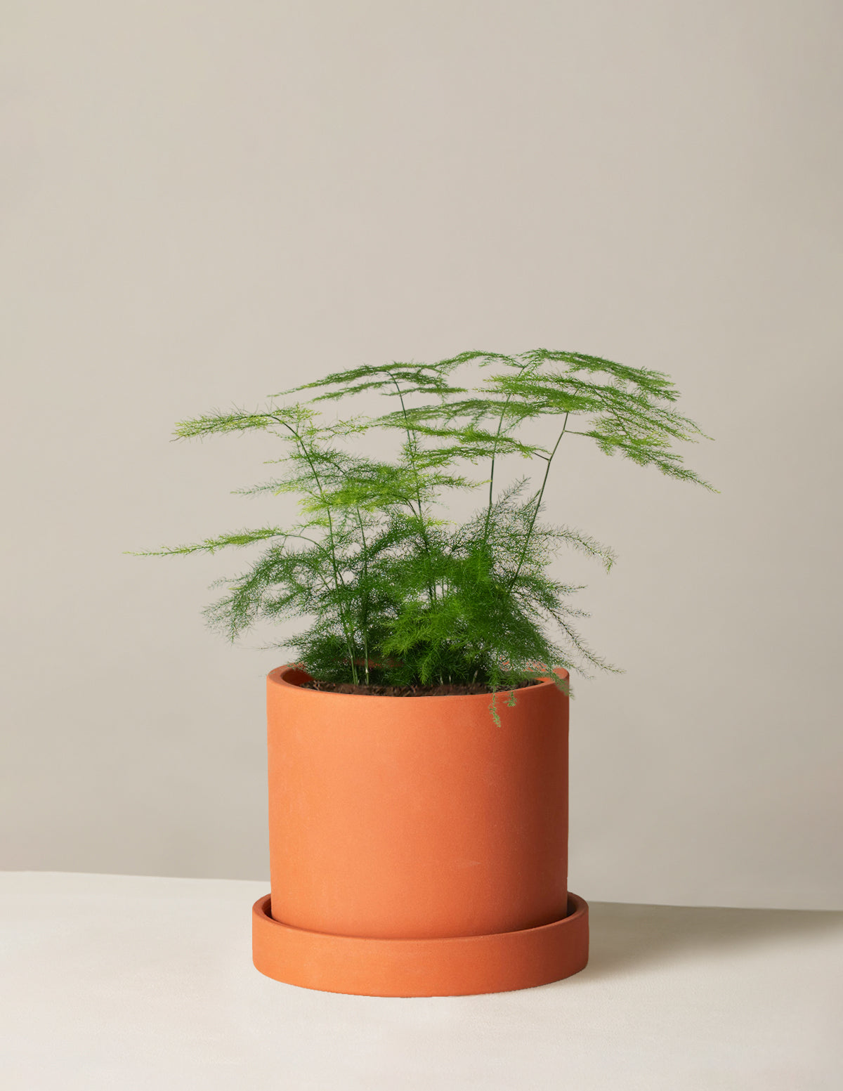  Plumosa Fern