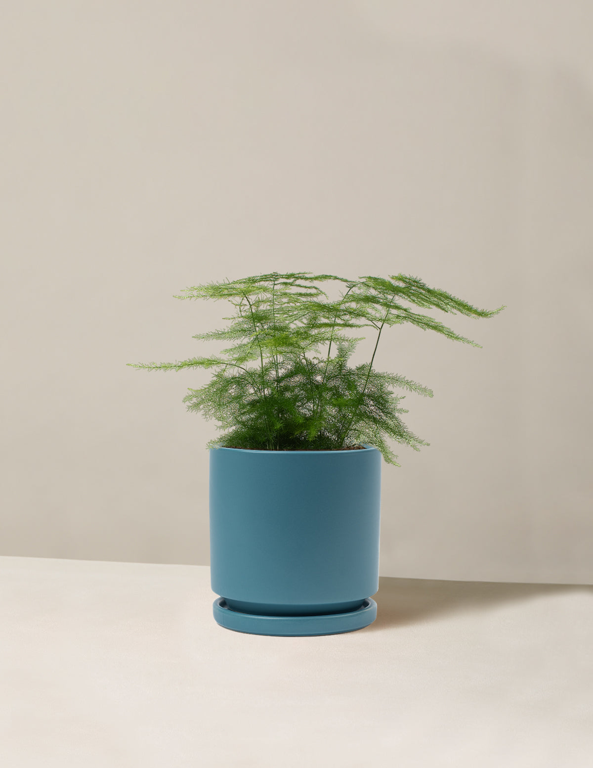  Plumosa Fern