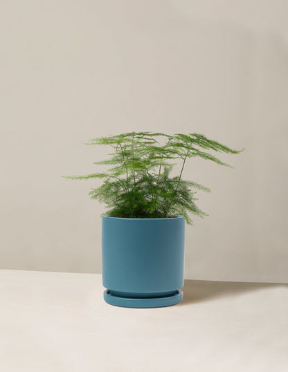  Plumosa Fern