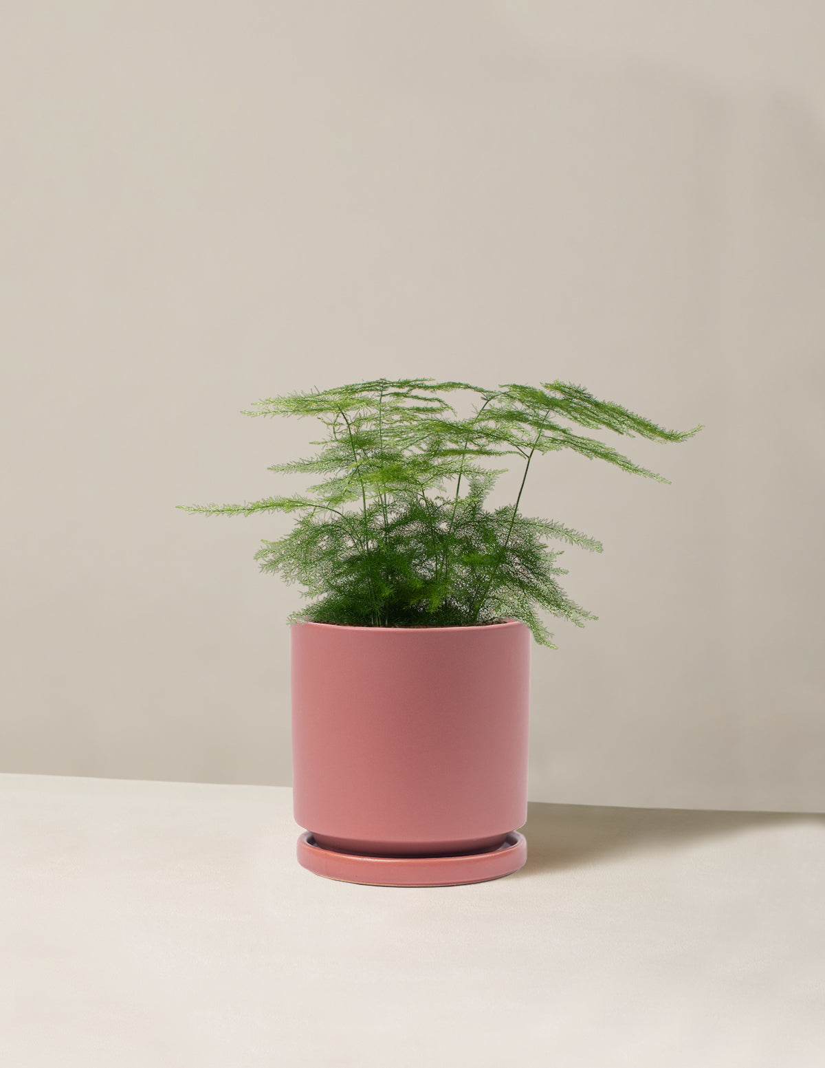 Plumosa Fern