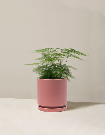  Plumosa Fern