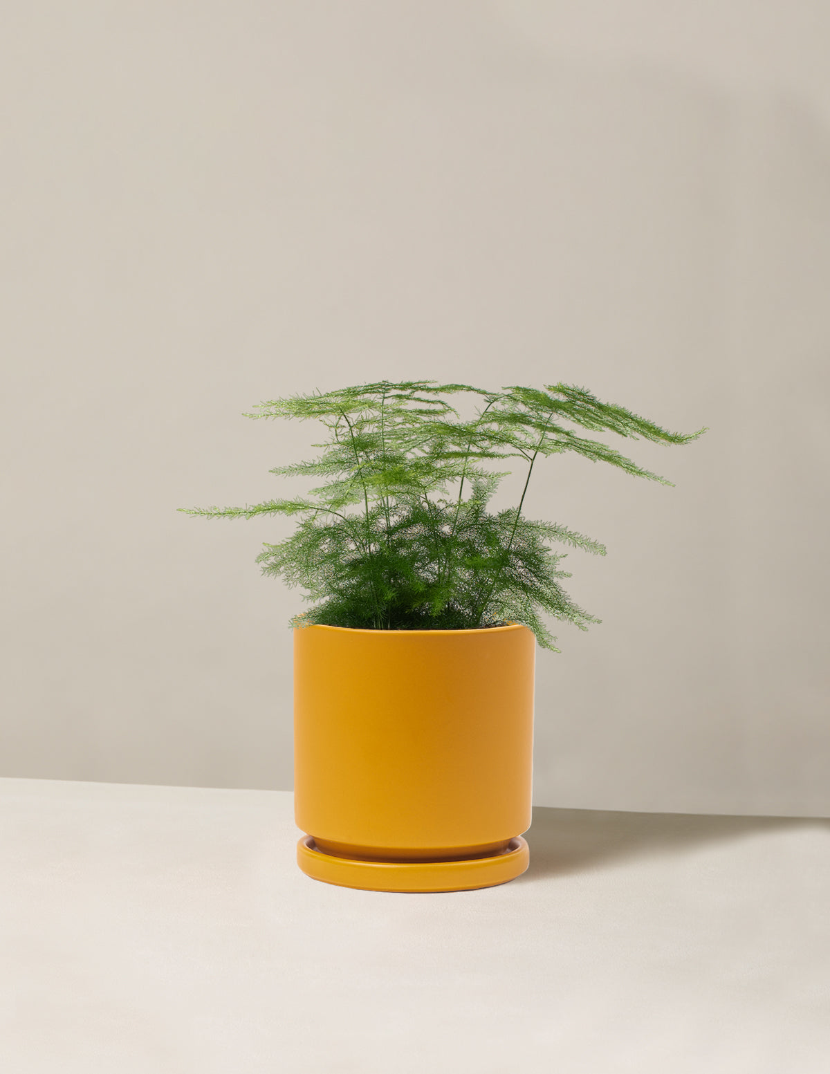  Plumosa Fern
