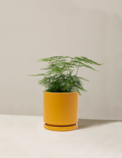  Plumosa Fern