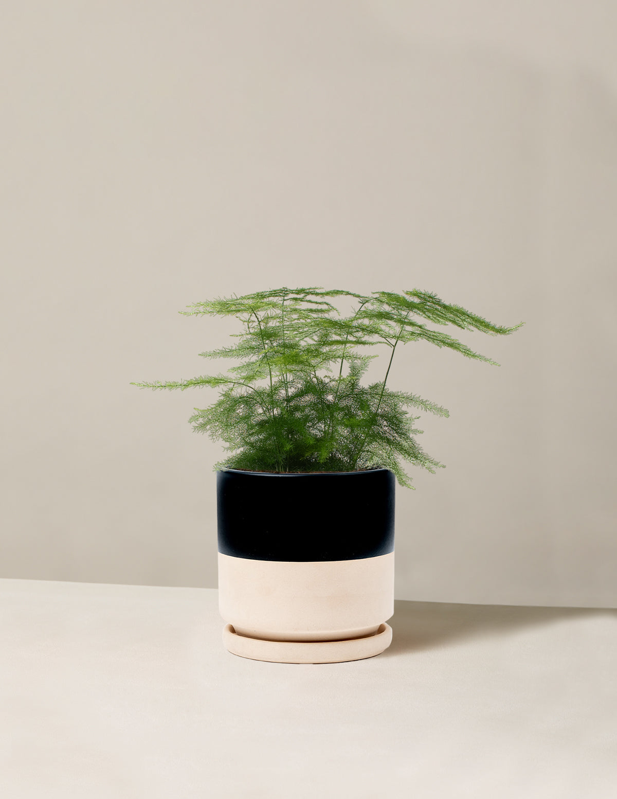  Plumosa Fern