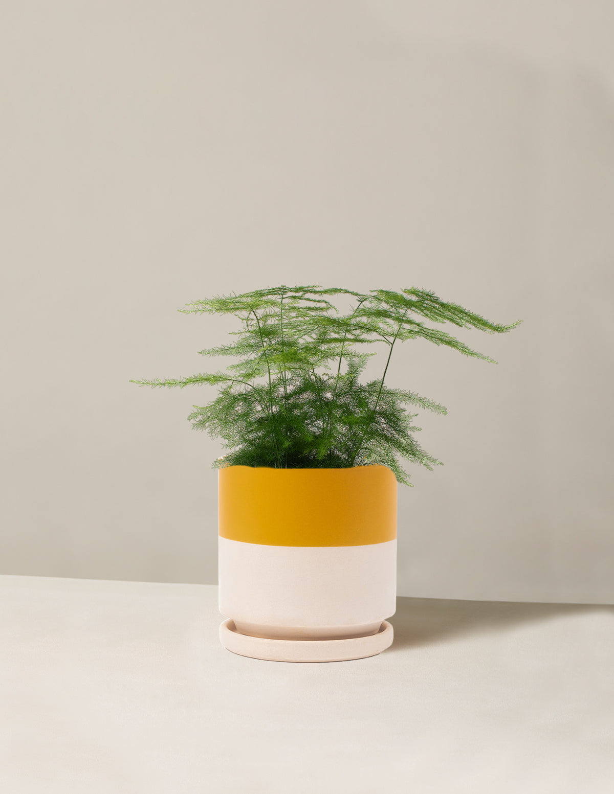  Plumosa Fern