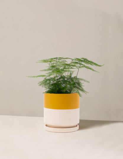 Plumosa Fern