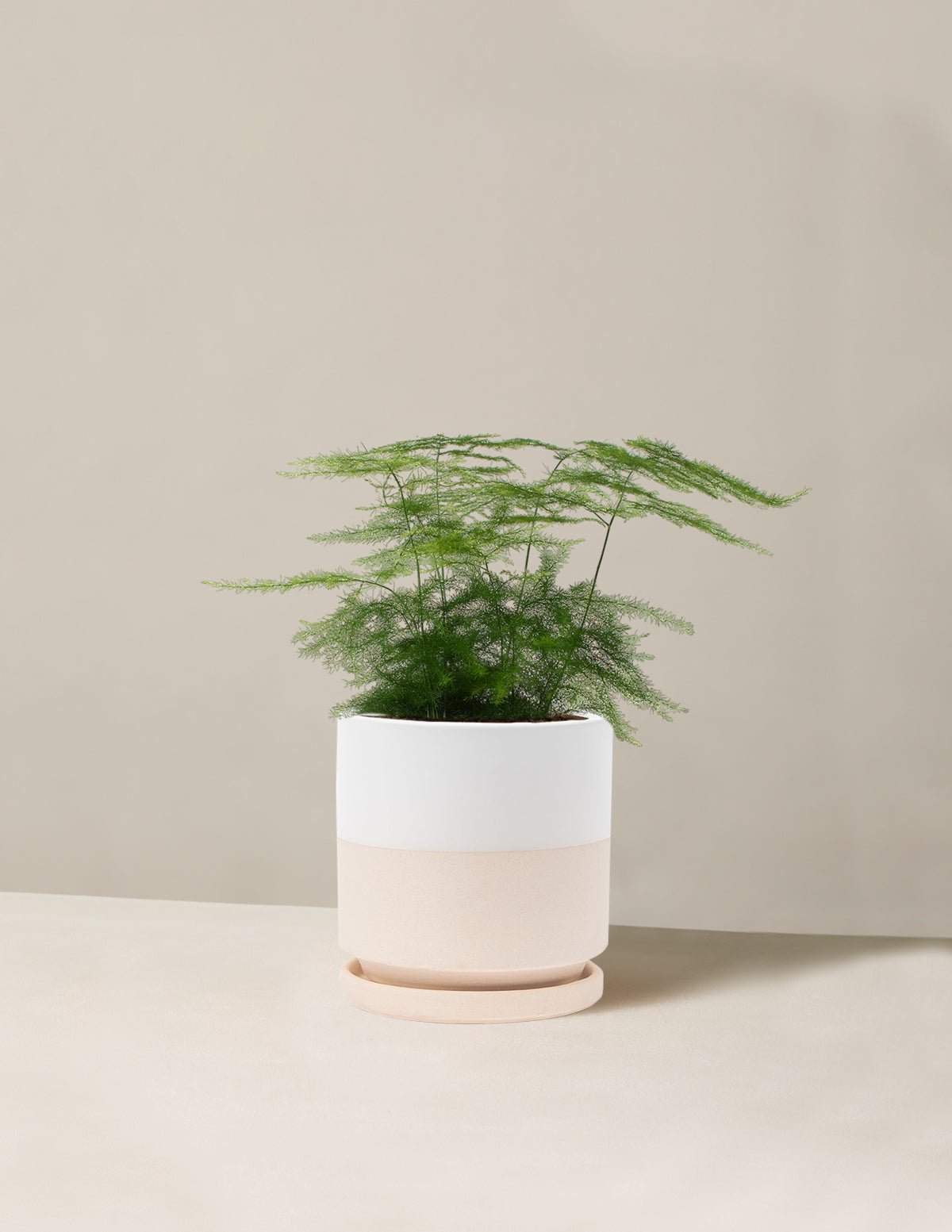  Plumosa Fern