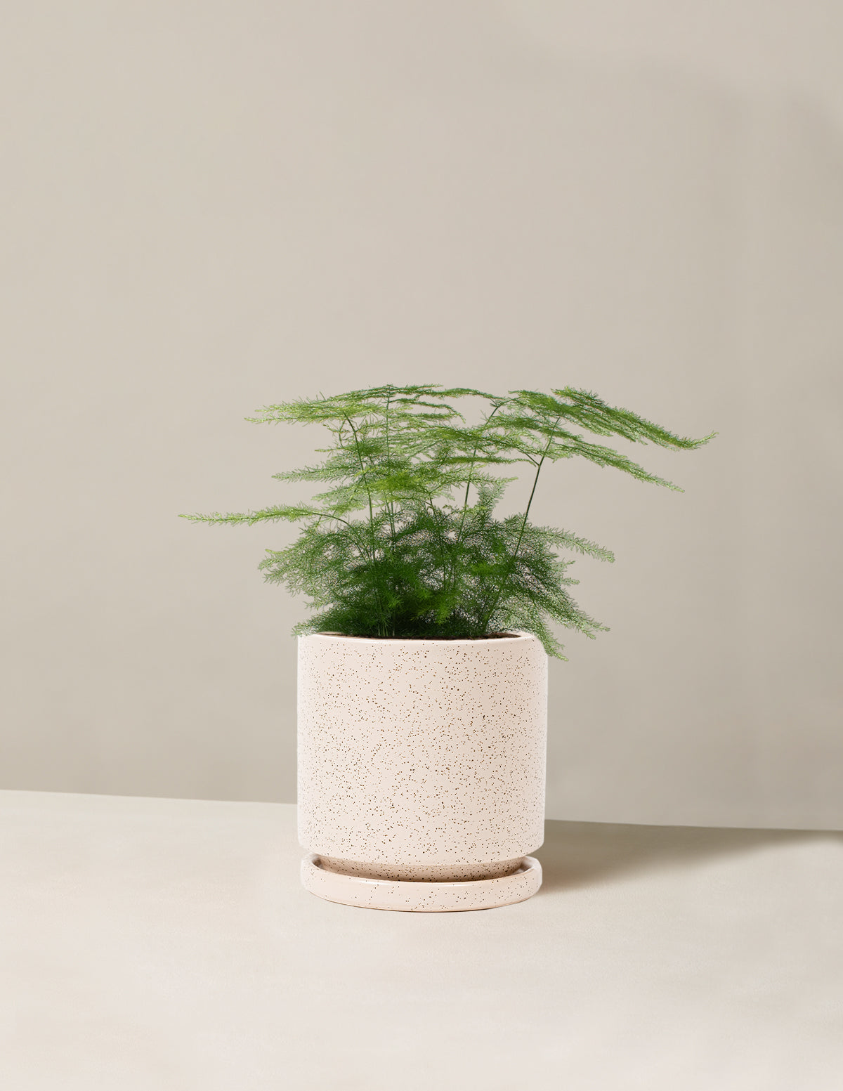  Plumosa Fern