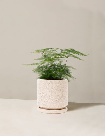  Plumosa Fern