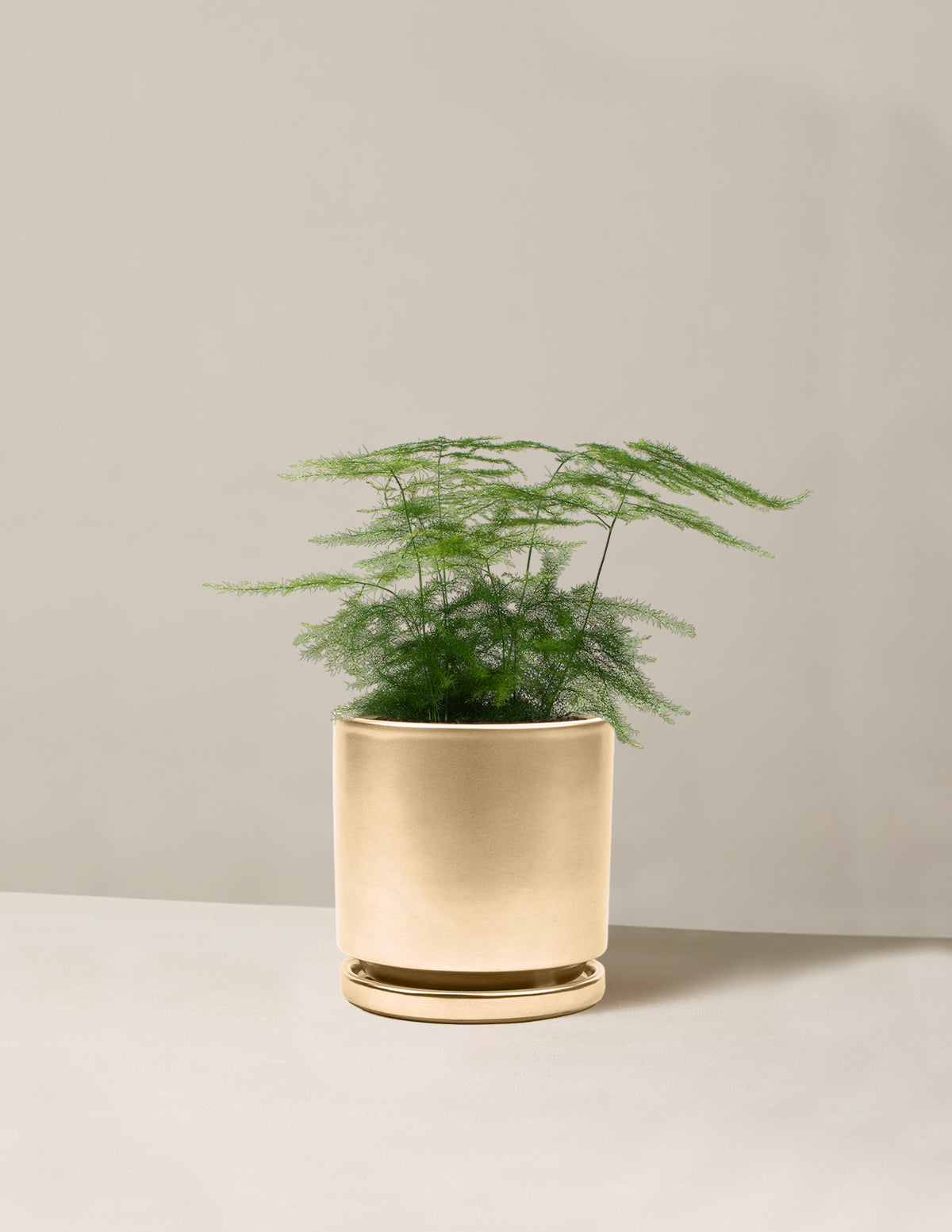  Plumosa Fern