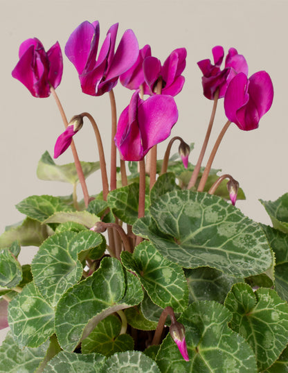  Cyclamen