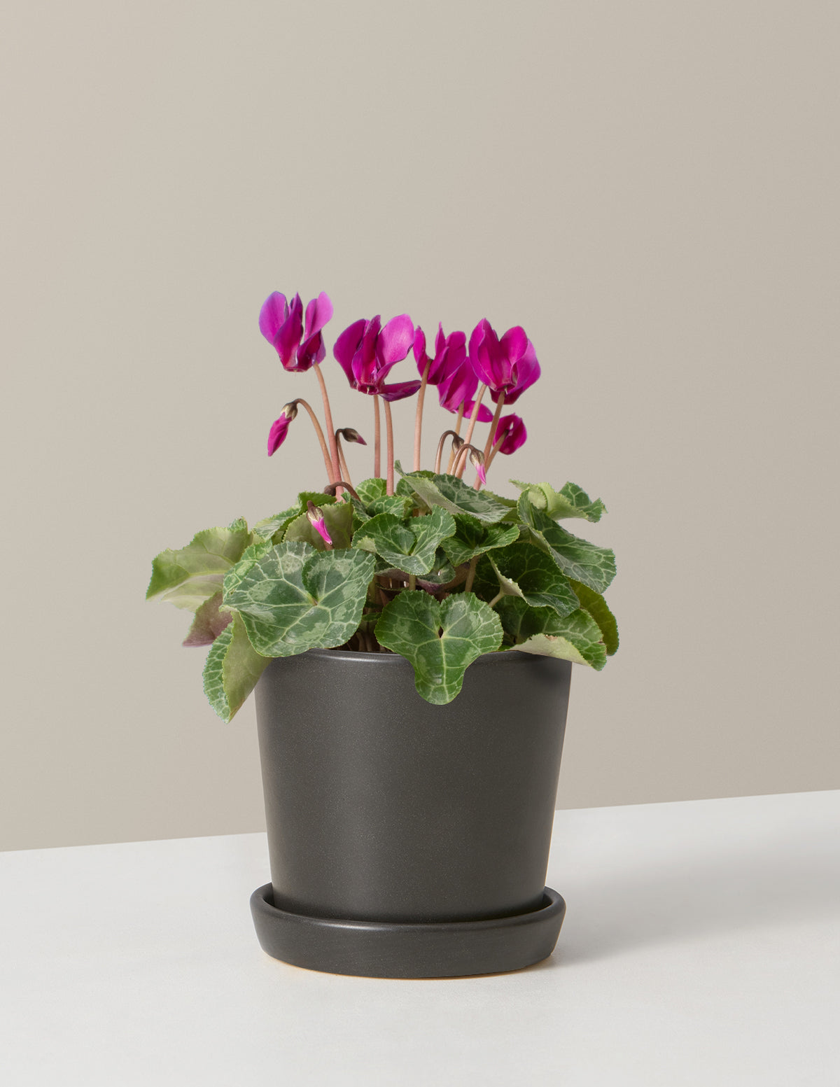  Cyclamen