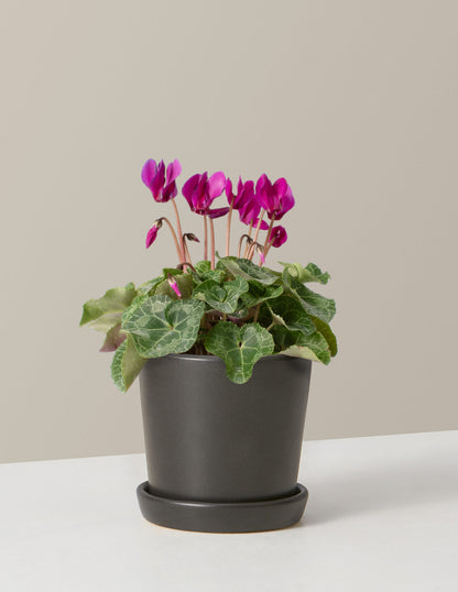  Cyclamen