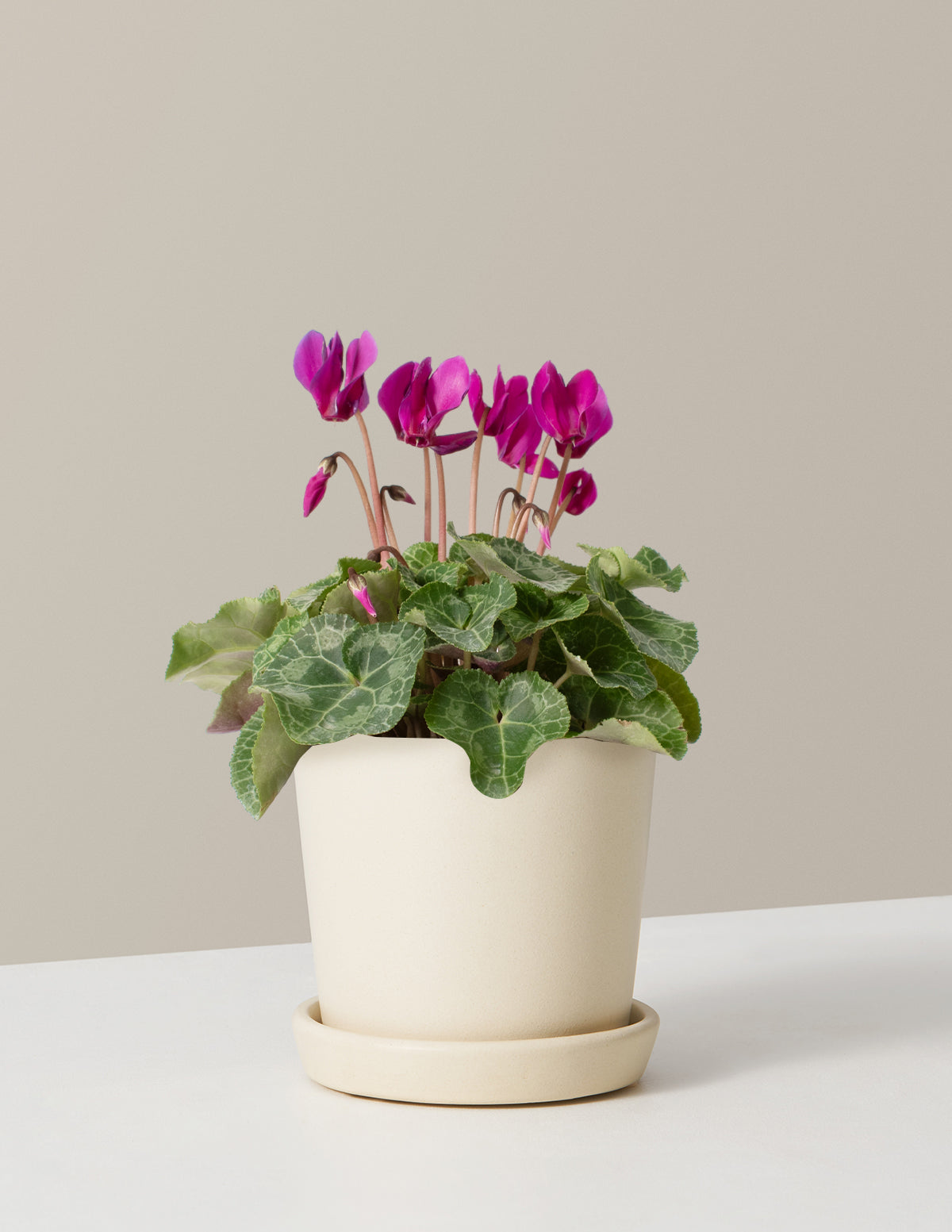  Cyclamen