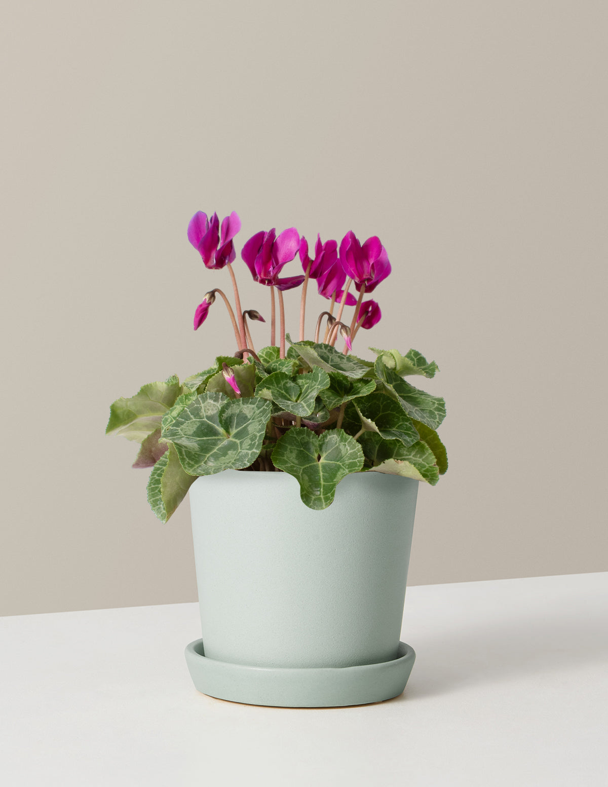  Cyclamen