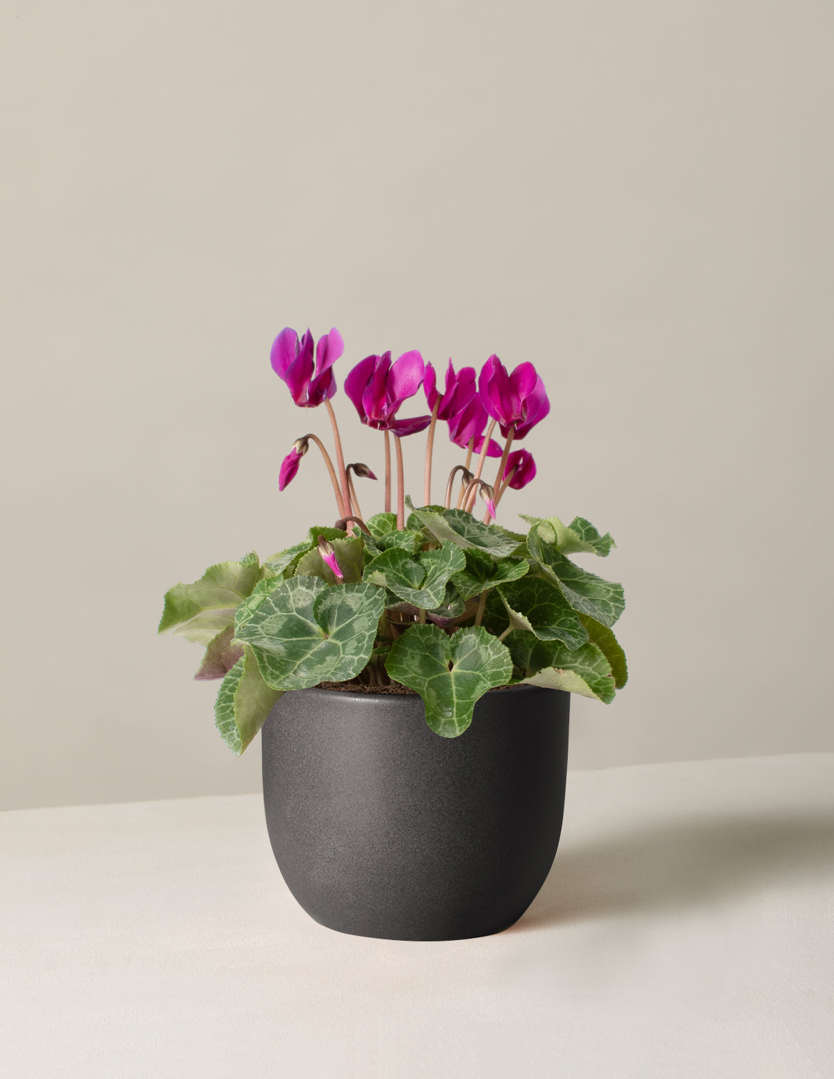  Cyclamen
