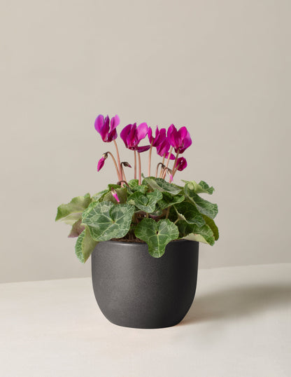  Cyclamen