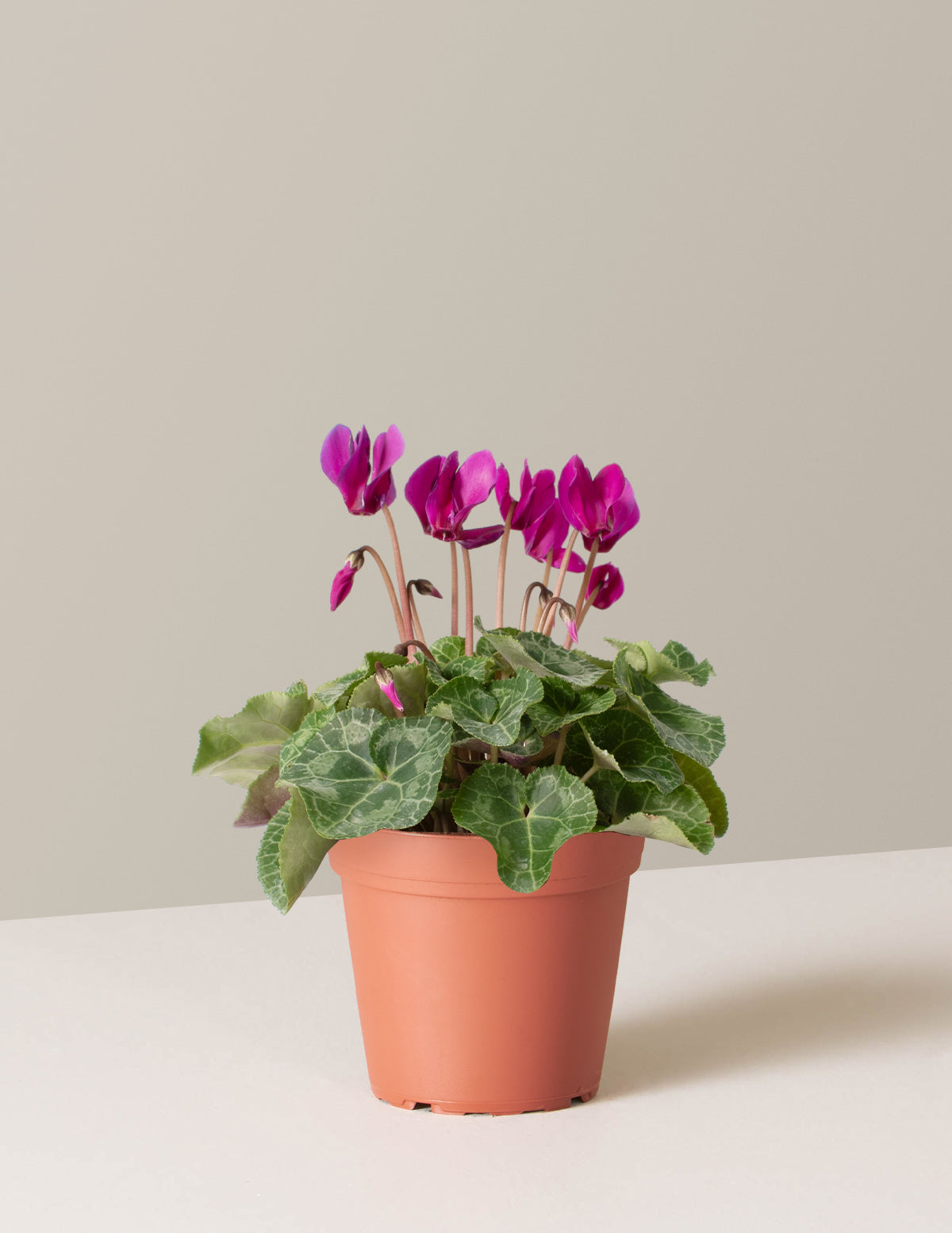  Cyclamen